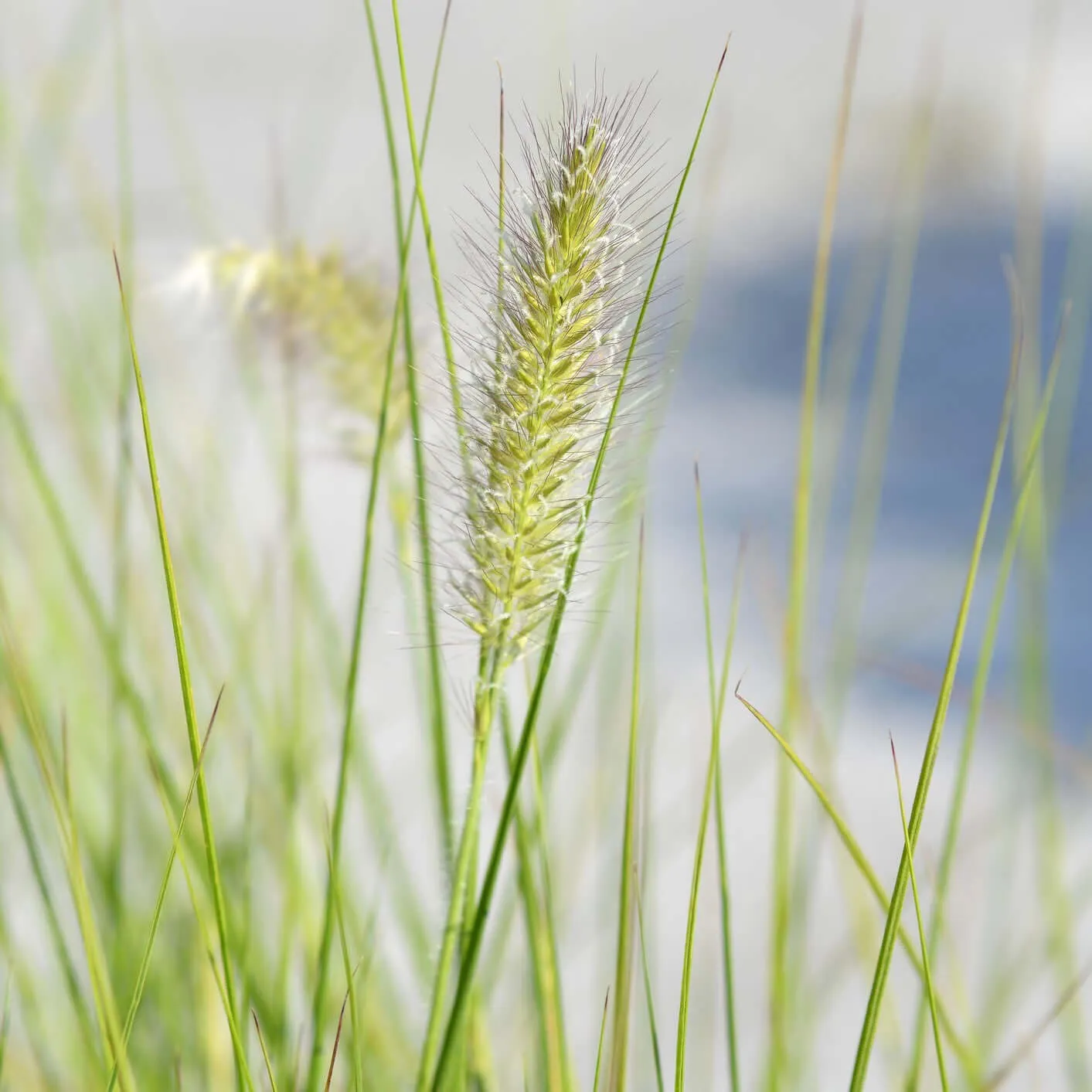 Little Bunny Dwarf Fountain Grass