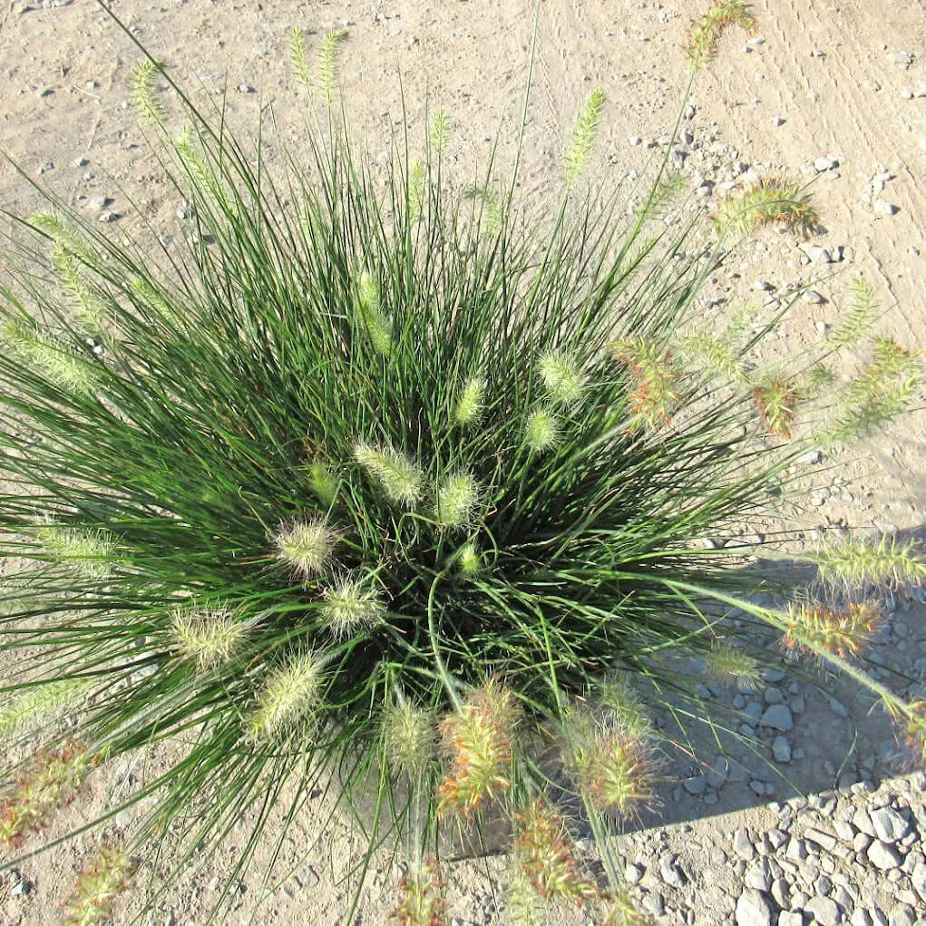 Little Bunny Dwarf Fountain Grass